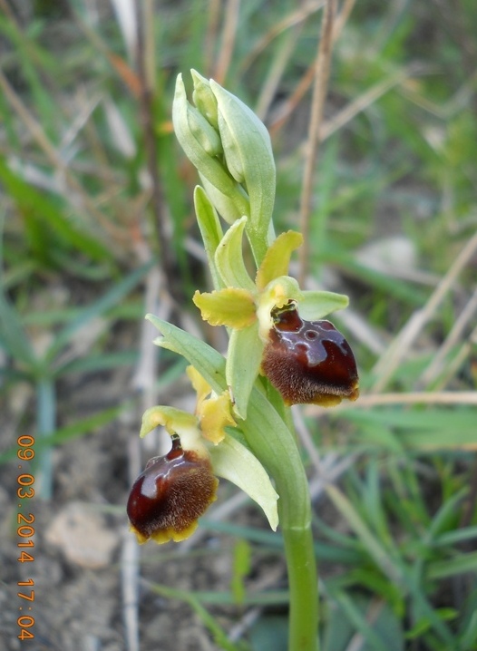 anacamptis morio